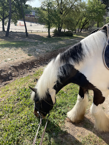 Club Hippique De Grasse Cheval Compagnie à Grasse