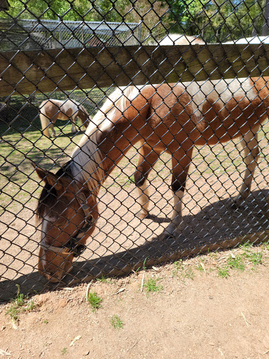 Zoo «Chestatee Wildlife Preserve & Zoo», reviews and photos, 469 Old Dahlonega Hwy, Dahlonega, GA 30533, USA