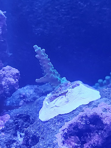 Pet Supply Store «Blue Fish Aquariums», reviews and photos, 5412 Mayfield Rd, Cleveland, OH 44124, USA