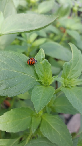 Florist «Sykes the Florist and Greenhouses», reviews and photos, 1300 Lawrence St, Lowell, MA 01852, USA