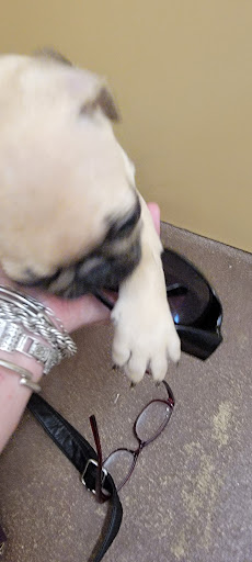 Pet Store «PV Pets», reviews and photos, 233 S Broadway, Pennsville, NJ 08070, USA