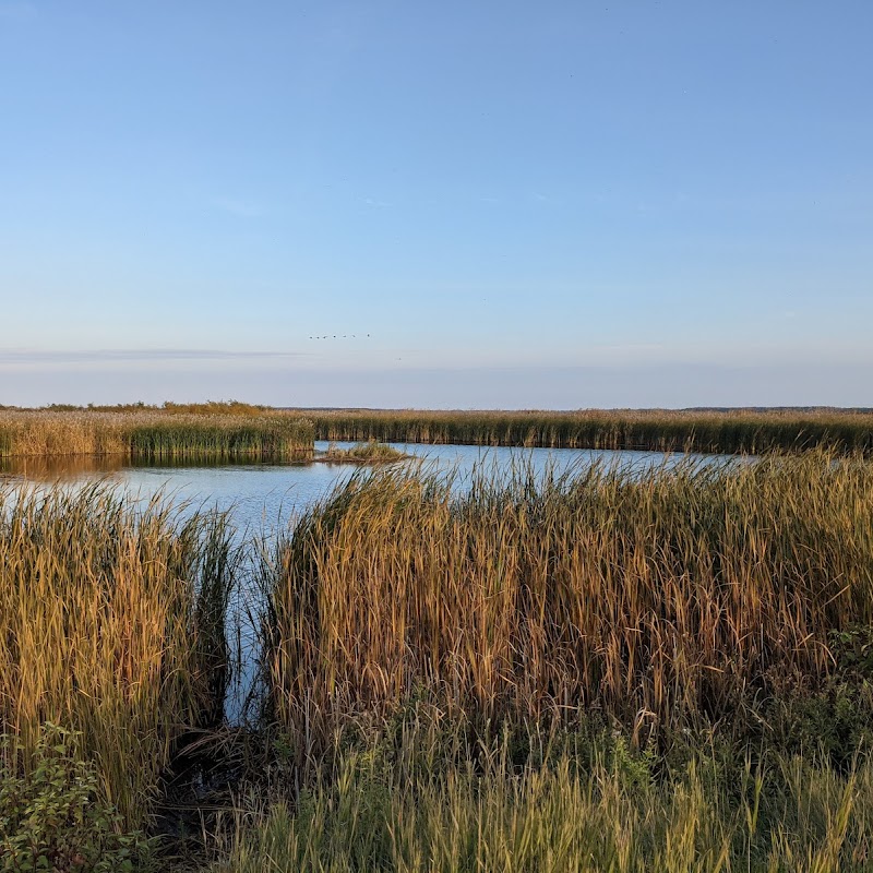 Delta Marsh Bird Observatory