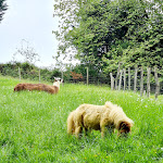 Photo n° 4 de l'avis de Amandine.i fait le 03/05/2023 à 09:00 pour Parc Animalier Etxola à Sare