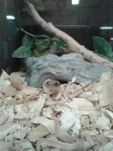 Pet Supply Store «PetSmart», reviews and photos, 10 Hazard Ave, Enfield, CT 06082, USA