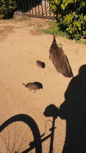 Park «Sahuaro Ranch Park», reviews and photos, 9802 N 59th Ave, Glendale, AZ 85302, USA