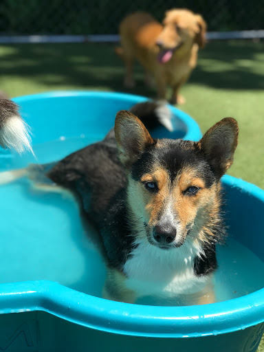 Pet Store «Happy, Clean and Smart», reviews and photos, 5700 W Kilgore Ave, Muncie, IN 47304, USA