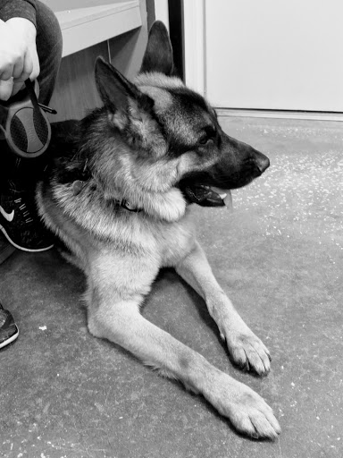 Pet Supply Store «PetSmart», reviews and photos, 601 Centerview Blvd, Kissimmee, FL 34741, USA