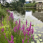 Photo n°5 de l'avis de Anja.� fait le 15/07/2019 à 13:23 sur le  Hansekai à Hamburg