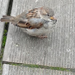 Photo n°6 de l'avis de Bettina.i fait le 30/09/2021 à 07:39 sur le  Junge Die Bäckerei. à Rostock