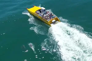 Thunder Cat Dolphin Watch & Speedboat Tours image