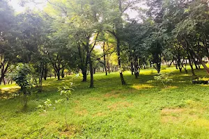 NCERT PARK (Mini Forest) image