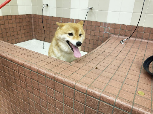 Pet Supply Store «Pet Food Express», reviews and photos, 261 Park Rd, Burlingame, CA 94010, USA