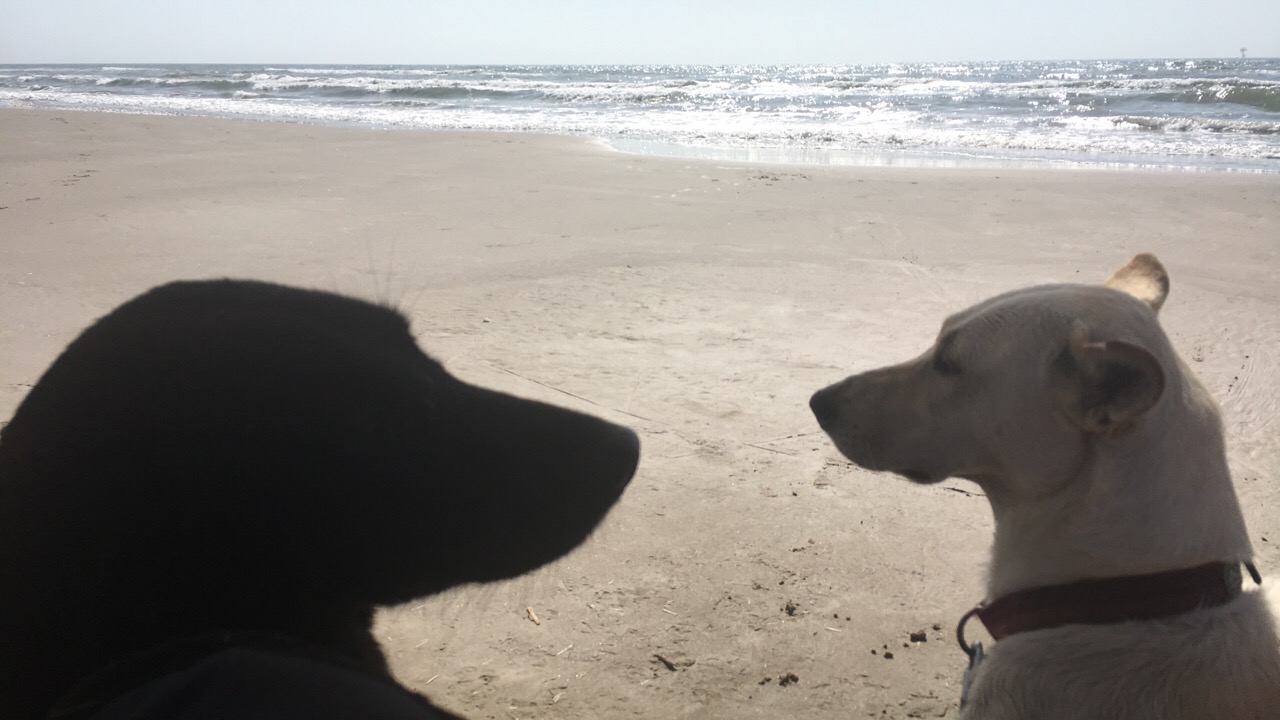 Always Faithful Dog Training of the Coastal Bend
