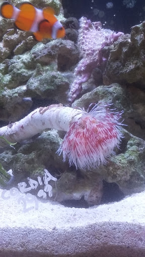 Tropical Fish Store «Saltwater Paradise», reviews and photos, 1313 W Airport Fwy, Irving, TX 75062, USA