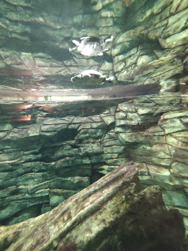 Sporting Goods Store «Bass Pro Shops Base Camp», reviews and photos, 2500 E Kearney St, Springfield, MO 65803, USA