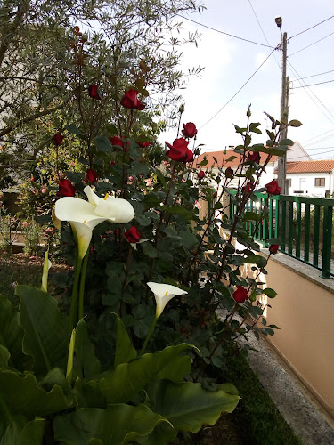 Avaliações doO Meu Jardim Flores Plantas em Maia - Floricultura