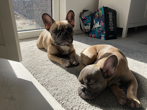 Dr. med. vet. Heinz Gehrke Tierarzt unter Agethorst, Schleswig-Holstein