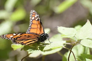 Monarch Butterfly Sanctuary Sierra Chincua image