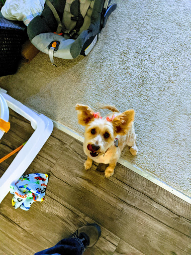 Pet Supply Store «PetSmart», reviews and photos, 26680 Centerview Dr, Millsboro, DE 19966, USA