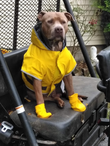 Pet Supply Store «Petco Animal Supplies», reviews and photos, 377 W Jackson St #11, Cookeville, TN 38501, USA