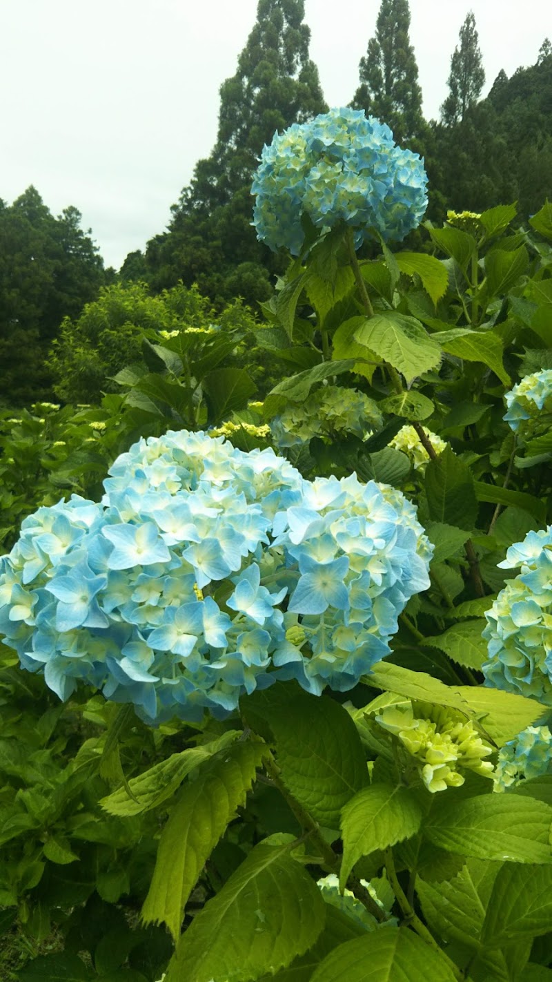 白谷のあじさい園 岐阜県関市板取 植物園 グルコミ