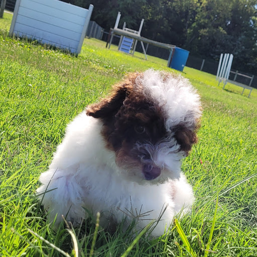 Pet Store «PV Pets», reviews and photos, 233 S Broadway, Pennsville, NJ 08070, USA