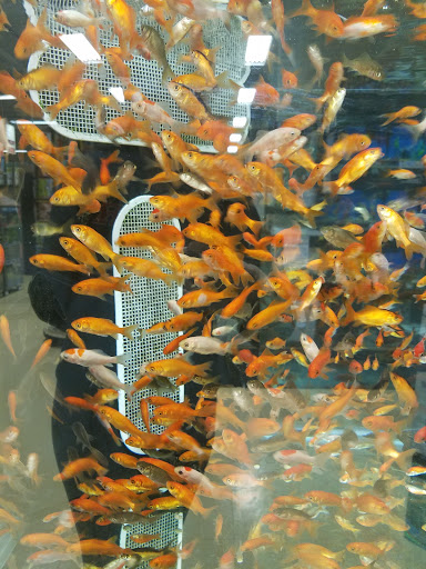 Pet Supply Store «Pet Supplies Plus», reviews and photos, 410 Springfield Ave, Berkeley Heights, NJ 07922, USA