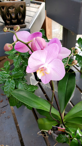 Garden Center «Homestead Gardens», reviews and photos, 743 Central Ave, Davidsonville, MD 21035, USA