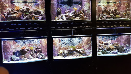 Aquarium «Old Orchard Aquarium», reviews and photos, 9235 Skokie Blvd, Skokie, IL 60077, USA