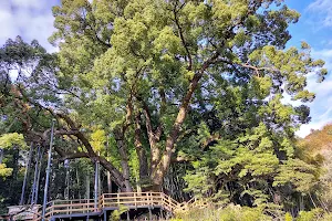 Kamiyatsu Great Camphor Tree image