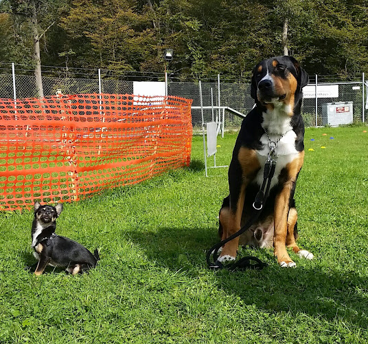 Kommentare und Rezensionen über Hundeschule Züri Hünd