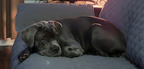 Paula's Pawsome Pets: Pet Sitting and Dog Walking | Durham, NC - Photo 7 - Car repair in , Durham