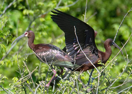  «Ocean City Welcome Center», reviews and photos, 300 W 9th St, Ocean City, NJ 08226, USA