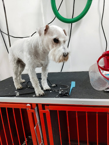 Clínica Veterinaria San Simón