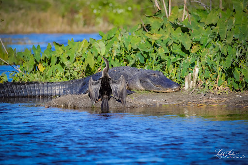 Nature Preserve «Lake Apopka Wildlife Drive», reviews and photos, 2803 Lust Rd, Apopka, FL 32703, USA