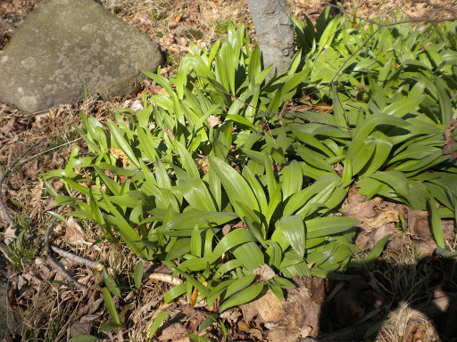 Nature Preserve «Bergen Swamp Preservation Society», reviews and photos, 6646 Hessenthaler Rd, Byron, NY 14422, USA