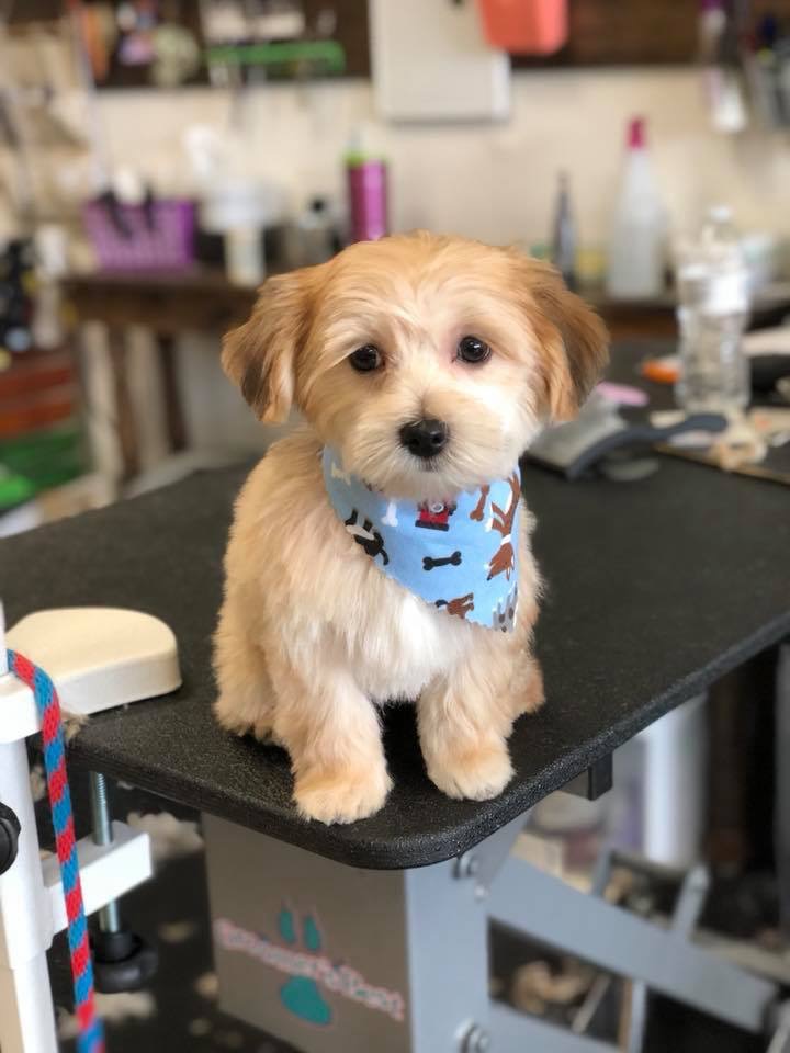 Lakeside Dog Grooming & Pet Supplies