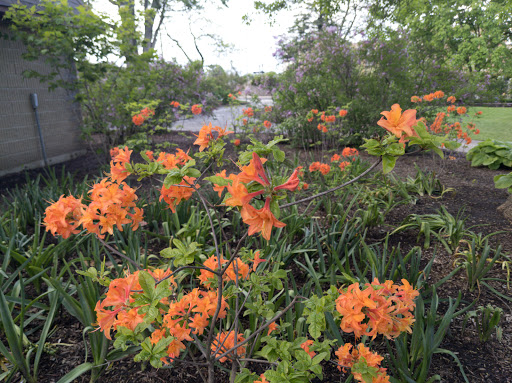 Park «Lilacia Park», reviews and photos, 150 S Park Ave, Lombard, IL 60148, USA