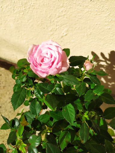 Grocery Store «Grocery Outlet Bargain Market», reviews and photos, 9026 E Valley Blvd, Rosemead, CA 91770, USA