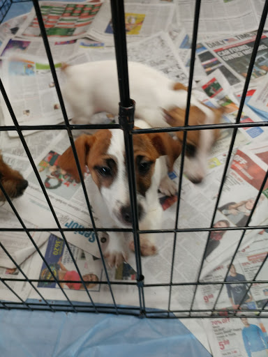 Pet Store «Pet Valu», reviews and photos, 1301 W Skippack Pike, Blue Bell, PA 19422, USA