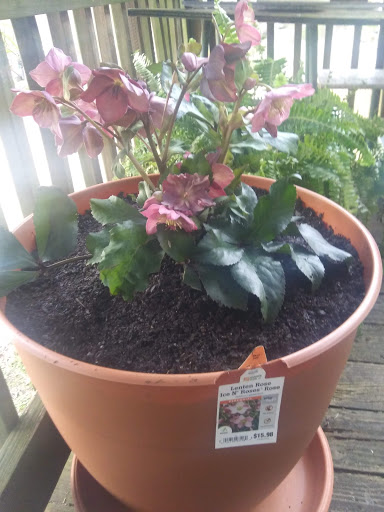 Home Improvement Store «The Home Depot», reviews and photos, 6607 Calhoun Memorial Hwy, Easley, SC 29640, USA