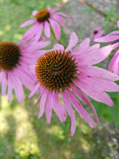 Mill «Sharon Mills County Park», reviews and photos, 5701 Sharon Hollow Rd, Manchester, MI 48158, USA