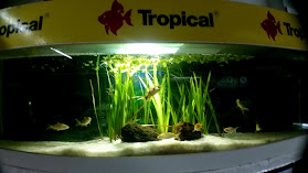 Acuario Center Curico