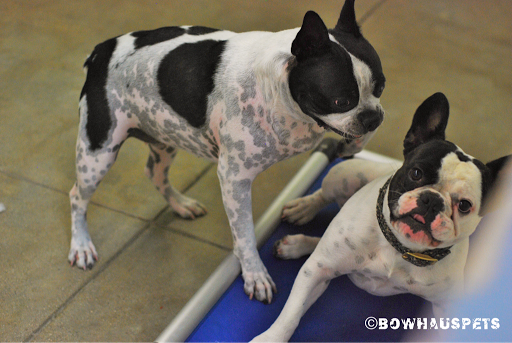 Dog Day Care Center «The Bowhaus Pet Company», reviews and photos, 2472 E Colorado Blvd, Pasadena, CA 91107, USA