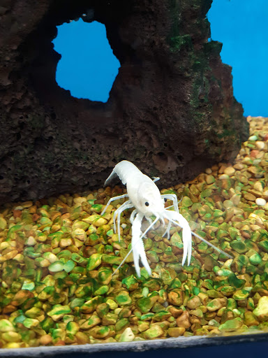 Pet Supply Store «Petco Animal Supplies», reviews and photos, 175 Grandview Blvd #600, Madison, MS 39110, USA