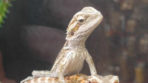 Pet Supply Store «PetSmart», reviews and photos, 14420 Farm to Market 2920, Tomball, TX 77377, USA