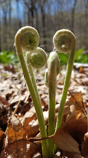 Nature Preserve «Westmoreland Sanctuary», reviews and photos, 260 Chestnut Ridge Rd, Mt Kisco, NY 10549, USA