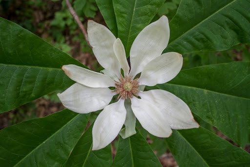 Nature Preserve «Melvin L. Newman Wetlands Center», reviews and photos, 2755 Freeman Rd, Hampton, GA 30228, USA