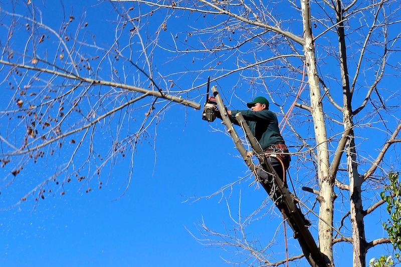 Elite Tree Service