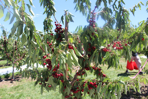 Produce Market «Washington Fruit Place At Barrett Orchards», reviews and photos, 1209 Pecks Canyon Rd, Yakima, WA 98908, USA
